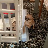 Cucciolo di Chiwuaua