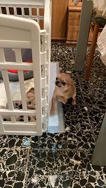 Cucciolo di Chiwuaua