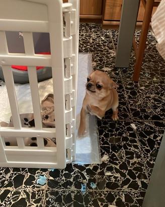 Cucciolo di Chiwuaua