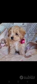 Maltipoo
