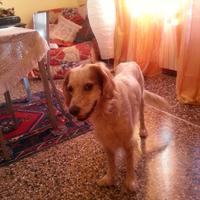 Setter femmina adulta già abituata in casa