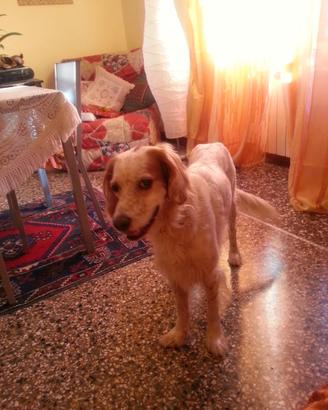 Setter femmina adulta già abituata in casa