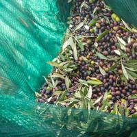 Rete raccolta olive 4 rotoli 4x250 metri 0,40€/mq