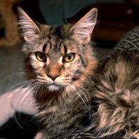 Maine Coon Cucciolona Tabby