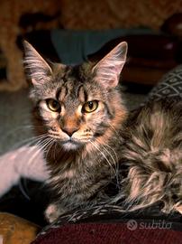 Maine Coon Cucciolona Tabby