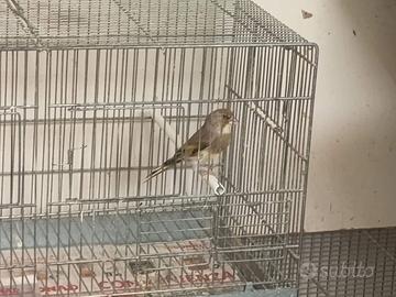 Cardellino ibrido
