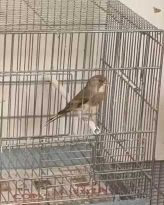 Cardellino ibrido