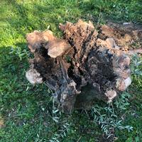 Base tronco di ulivo