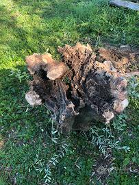 Base tronco di ulivo