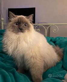 ADOZIONE DEL CUORE – GATTO RAGDOLL SPECIALE