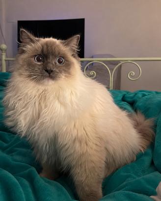 ADOZIONE DEL CUORE – GATTO RAGDOLL SPECIALE