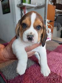 Cucciolo Beagle con pedigree