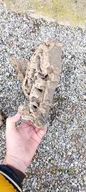 corteccia di sughero 