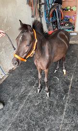 Pony