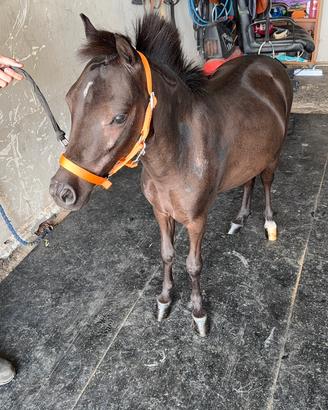 Pony