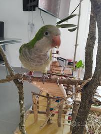 Parrocchetto monaco con gabbia