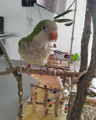 Parrocchetto monaco con gabbia