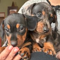 Cuccioli bassotto tedesco