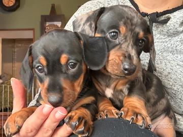 Cuccioli bassotto tedesco