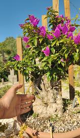 Bonsai bouganvillea