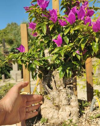Bonsai bouganvillea