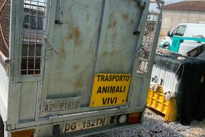 Rimorchio tasporto animali vivi