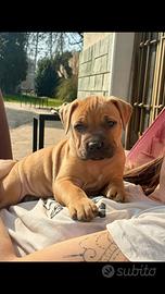 American Pitbull Terrier Ukc