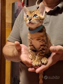 Bengala cuccioli 2 mesi