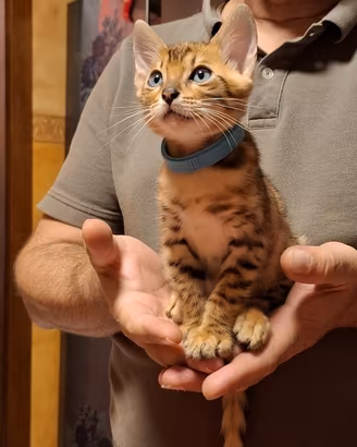 Bengala cuccioli 2 mesi