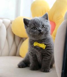 British Shorthair