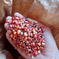 mais pignoletto rosso