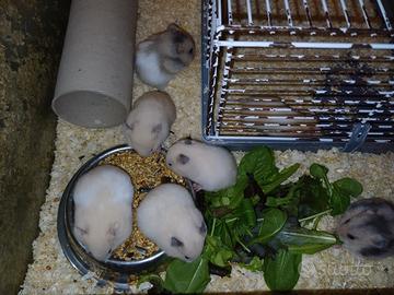 CRICETI DORATI e NANI