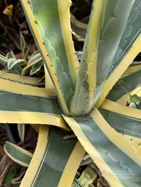 Agave Americana medio/grande