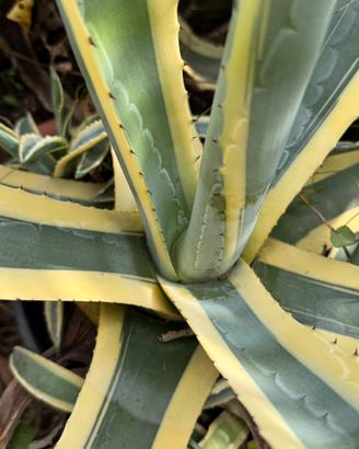 Agave Americana medio/grande