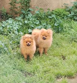 Spitz di Pomerania