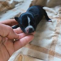 Cuccioli chihuahua toy