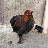 Gallo Olive egger F2