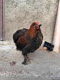 Gallo Olive egger F2