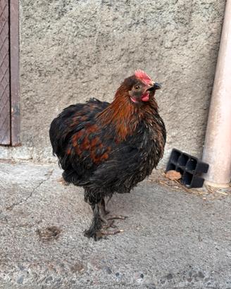 Gallo Olive egger F2