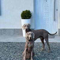 Stallone Bracco di Weimar con pedigree per monta