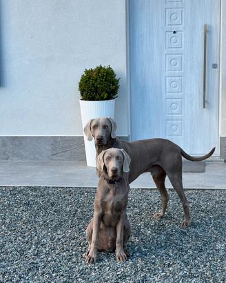 Stallone Bracco di Weimar con pedigree per monta