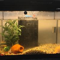 Acquario 40 litri con filtro e riscaldatore