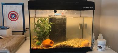 Acquario 40 litri con filtro e riscaldatore