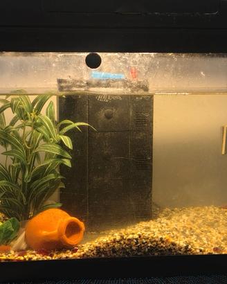 Acquario 40 litri con filtro e riscaldatore