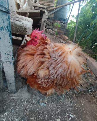 Cocincina nana bobtail e fulva