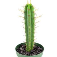 Trichocereus Bridgesii - "Torcia Boliviana"