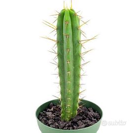 Trichocereus Bridgesii - "Torcia Boliviana"