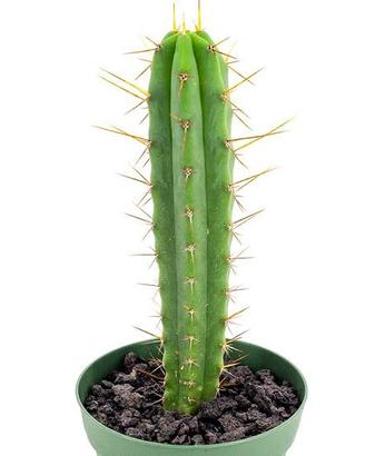 Trichocereus Bridgesii - "Torcia Boliviana"