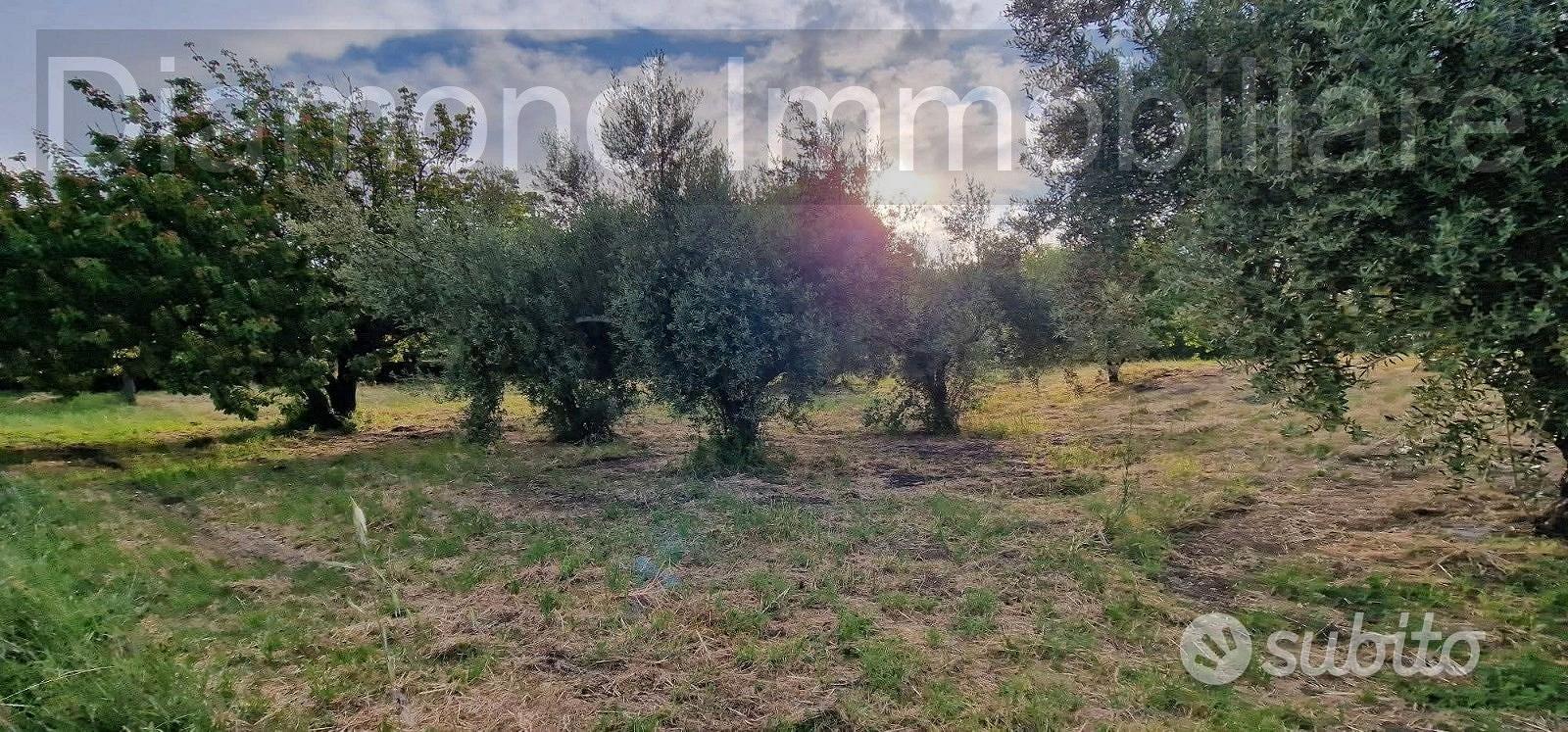 Rustico con uliveto e vigneto a Piedimonte Etneo - Altro