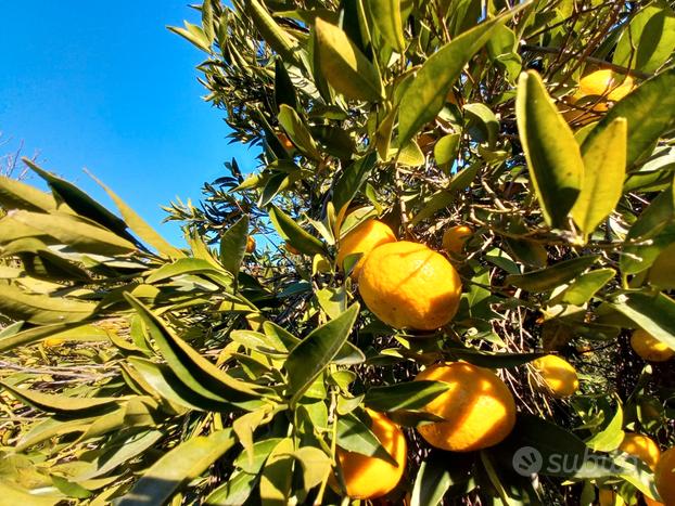 Terreno agricolo con agrumeto di mandarini